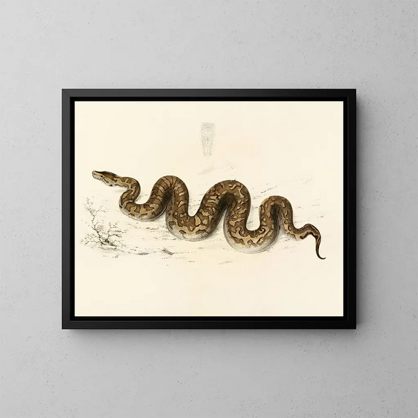 Python natalensis - Sir Andrew Smith — inramlat konstverk på väggen