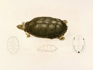 Sir Andrew Smith - Sternotherus Sinuatus.webp