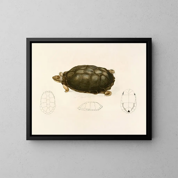 Sternotherus sinuatum - Sir Andrew Smith — inramlat konstverk på väggen
