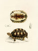 Tortue Verroxii - Sir Andrew Smith — vy av konstverket