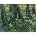 Reproduktion av målningen Skogsbryn - Vincent van Gogh