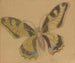 Papillon Papilio machaon - Stanisław Wyspiański — vy av konstverket
