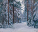 snötäckt skogsväg - Stanisław Żukowski — vy av konstverket