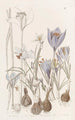 Crocus d'automne - Sydenham Edwards — vy av konstverket