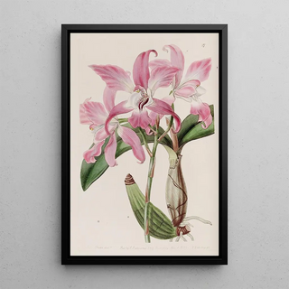 Sydenham Edwards - Autumnal Laelia.webp