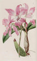 Laelia d'automne - Sydenham Edwards — vy av konstverket