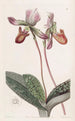 Sabot de Vénus barbu - Sydenham Edwards — vy av konstverket