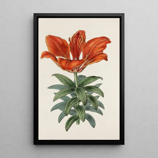 Sydenham Edwards - Bloodred Lily.webp
