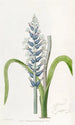 Lachenalia blek med blå blommor - Sydenham Edwards — vy av konstverket