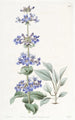 Pentstemon à feuilles bleues - Sydenham Edwards — vy av konstverket