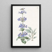 Pentstemon à feuilles bleues - Sydenham Edwards — inramlat konstverk på väggen