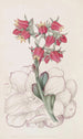 Echeveria med spetsiga blad - Sydenham Edwards — vy av konstverket