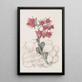 Sydenham Edwards - Bluntleaved Echeveria.webp