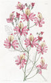 Schizanthus med avrundade kronblad - Sydenham Edwards — vy av konstverket