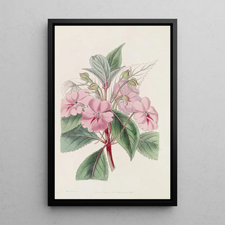 Sydenham Edwards - Broadpetaled Balsam.webp