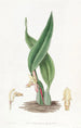 Maxillaria brunâtre - Sydenham Edwards — vy av konstverket