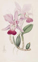 Cattleya bulbeux - Sydenham Edwards — vy av konstverket