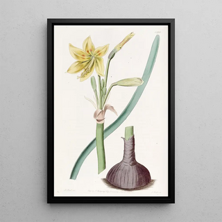 Sydenham Edwards - Captain Bagnolds Habranthus.webp