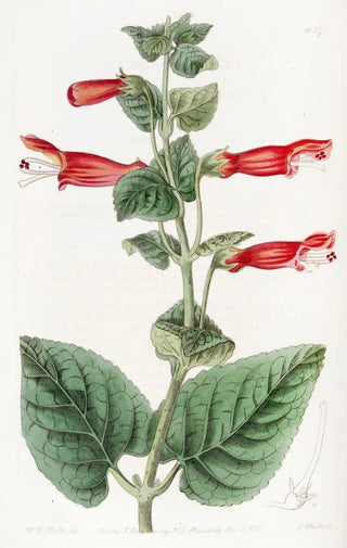 Sydenham Edwards - Captain Suttons Gesnera.webp