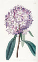 Rhododendron av kartong - Sydenham Edwards — vy av konstverket