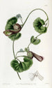 Aristoloche chilienne - Sydenham Edwards — vy av konstverket
