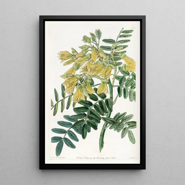 Sydenham Edwards - Chilian Mayu Tree.webp