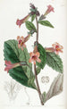 Rehmannia chinoise - Sydenham Edwards — vy av konstverket