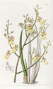 Oncidium med gräslöksblad - Sydenham Edwards — vy av konstverket