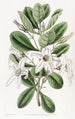 Anthocercis visqueux - Sydenham Edwards — vy av konstverket
