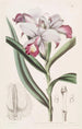 Reedorchis à fleurs serrées - Sydenham Edwards — vy av konstverket