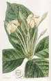 Gardenia à feuilles de tissu - Sydenham Edwards — vy av konstverket