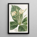 Gardenia à feuilles de tissu - Sydenham Edwards — inramlat konstverk på väggen