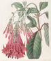 Fuchsia med grupperade blommor - Sydenham Edwards — vy av konstverket