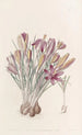Crocus corse - Sydenham Edwards — vy av konstverket