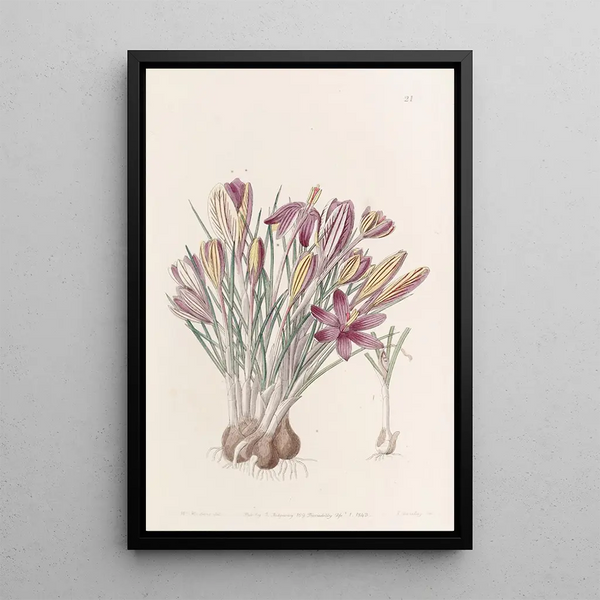 Sydenham Edwards - Corsican Crocus.webp