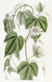 Passiflore à feuilles de coton - Sydenham Edwards — vy av konstverket