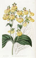 Calceolaria à fleurs crénelées - Sydenham Edwards — vy av konstverket
