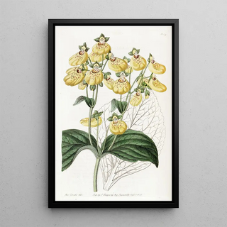 Sydenham Edwards - Crenateflowered Calceolaria.webp