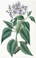 Solanum med frisade blad - Sydenham Edwards — vy av konstverket