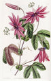 Passiflore cramoisie - Sydenham Edwards — vy av konstverket