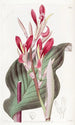 Canna à feuilles cramoisies - Sydenham Edwards — vy av konstverket