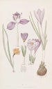Crocus - Sydenham Edwards — vy av konstverket