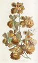 Oncidium med lockiga blommor - Sydenham Edwards — vy av konstverket