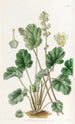 Heuchera cylindrique - Sydenham Edwards — vy av konstverket