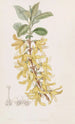 Forsythia vert foncé - Sydenham Edwards — vy av konstverket