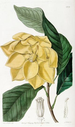 Sydenham Edwards - De Candolles Talaum Tree.webp