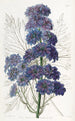 Delphinium Barlowii - Sydenham Edwards — vy av konstverket