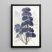 Delphinium Barlowii - Sydenham Edwards — inramlat konstverk på väggen
