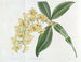 Dendrobium med täta blommor - Sydenham Edwards — vy av konstverket
