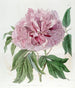 Pivoine arbustive frisée double rouge - Sydenham Edwards — vy av konstverket